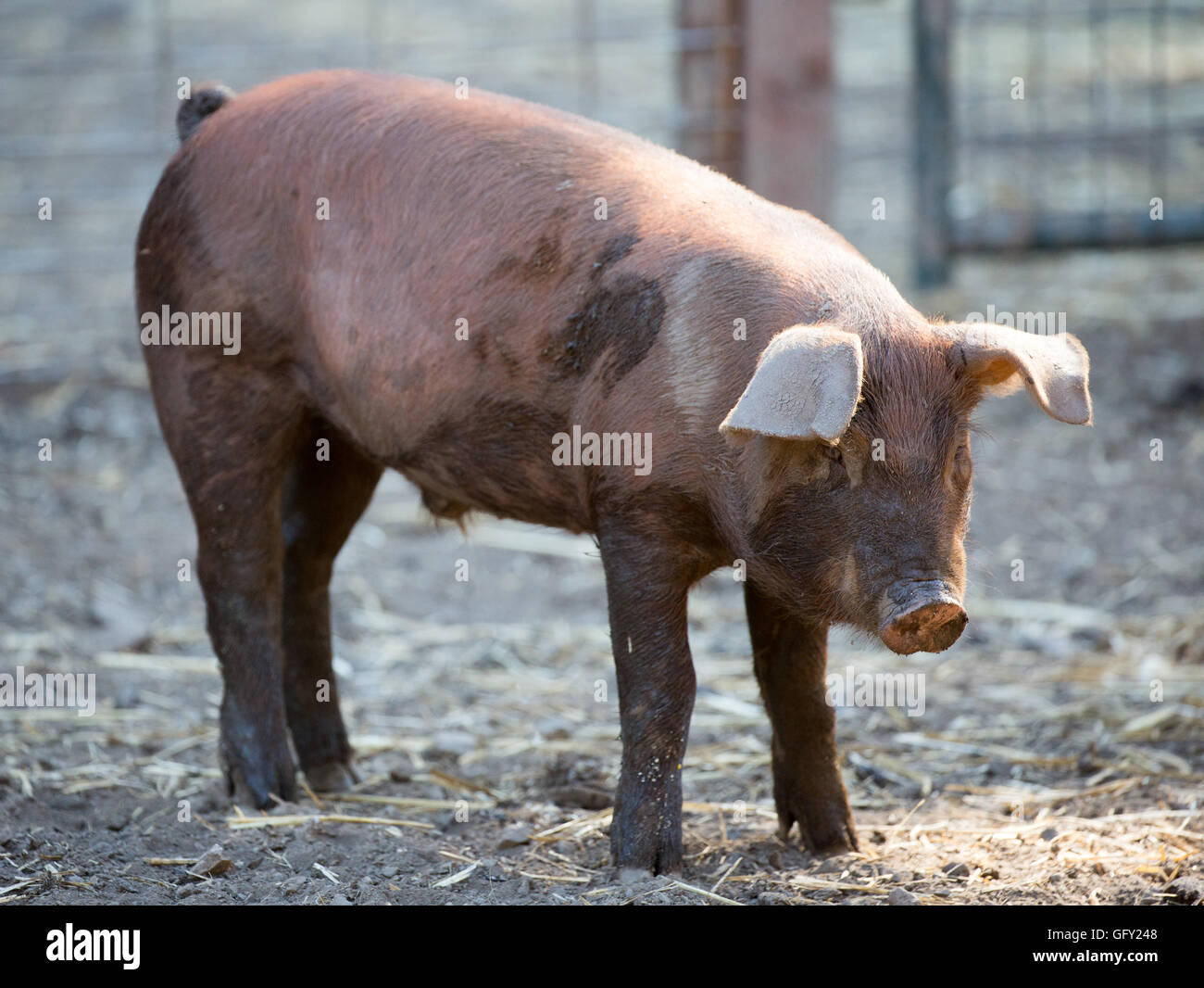 https://c8.alamy.com/comp/GFY248/red-wattle-hog-sus-scrofa-domesticus-standing-in-pig-sty-GFY248.jpg