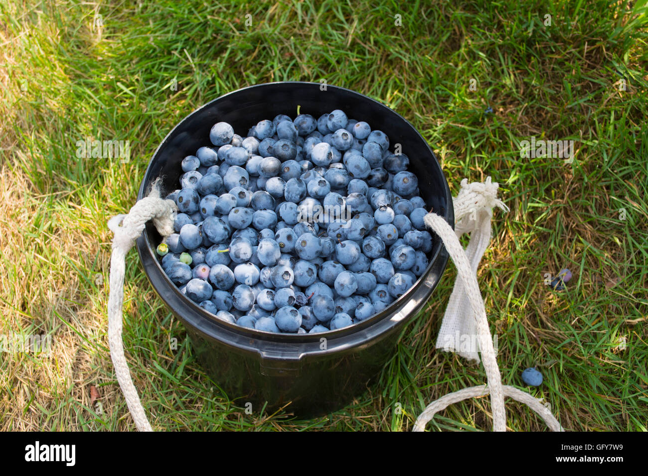 Blueberry bucket at the farm Stock Photo - Alamy