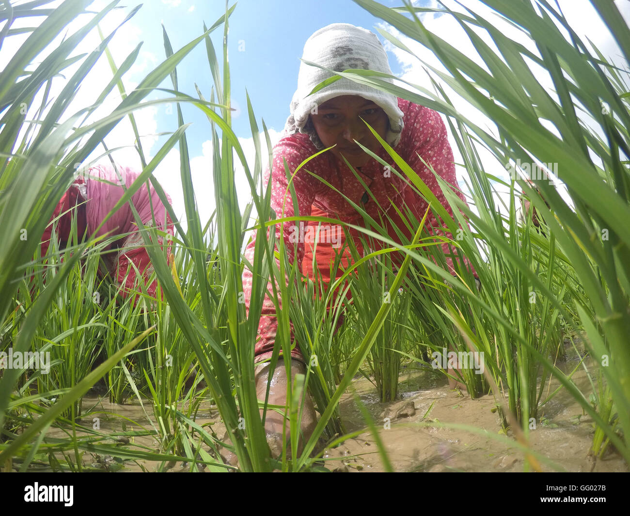 Nepal Crops Rice Lalitpur, Nepal. 2nd Aug, 2016. A Nepalese farmer reaps rice crops for ...