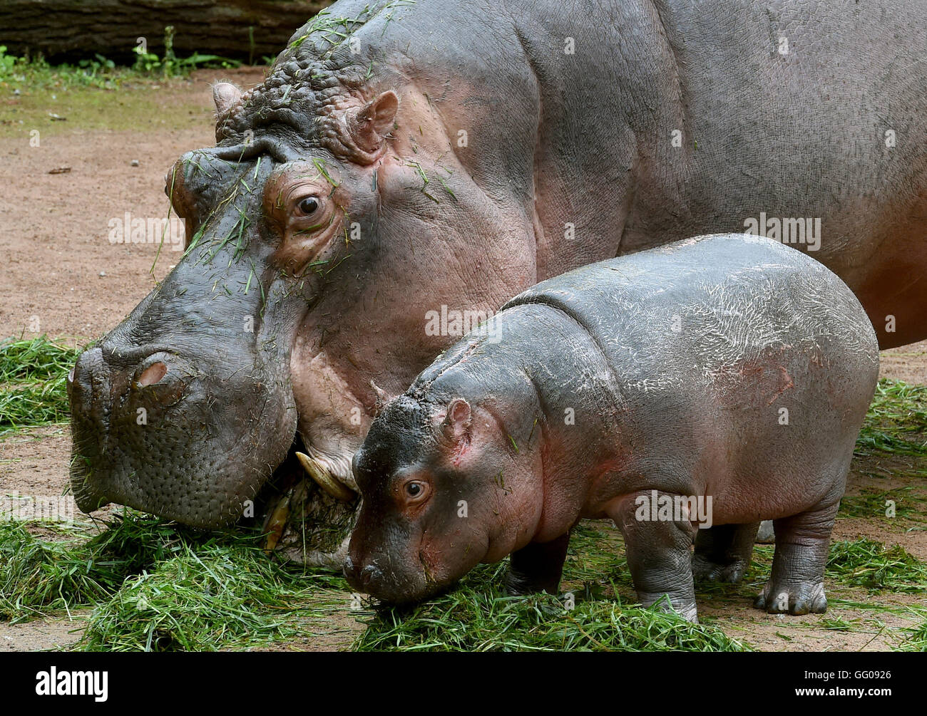 Hanover, Germany. 03rd Aug, 2016. Hippopotamus baby 'Pumeza, ' standing with its mother 'Cherry, ' is greeted with a large salad buffet in the shape of its name for its christening in the outdoor area at the Erlebnis Zoo in Hanover, Germany, 03 August 2016. The delicious surprise was really more of a present for 'Cherry.' The three-and-a-half-month-old 'Pumeza' still feeds mostly on mother's milk and only tries solid foods now and again. Photo: HOLGER HOLLEMANN/dpa/Alamy Live News Stock Photo