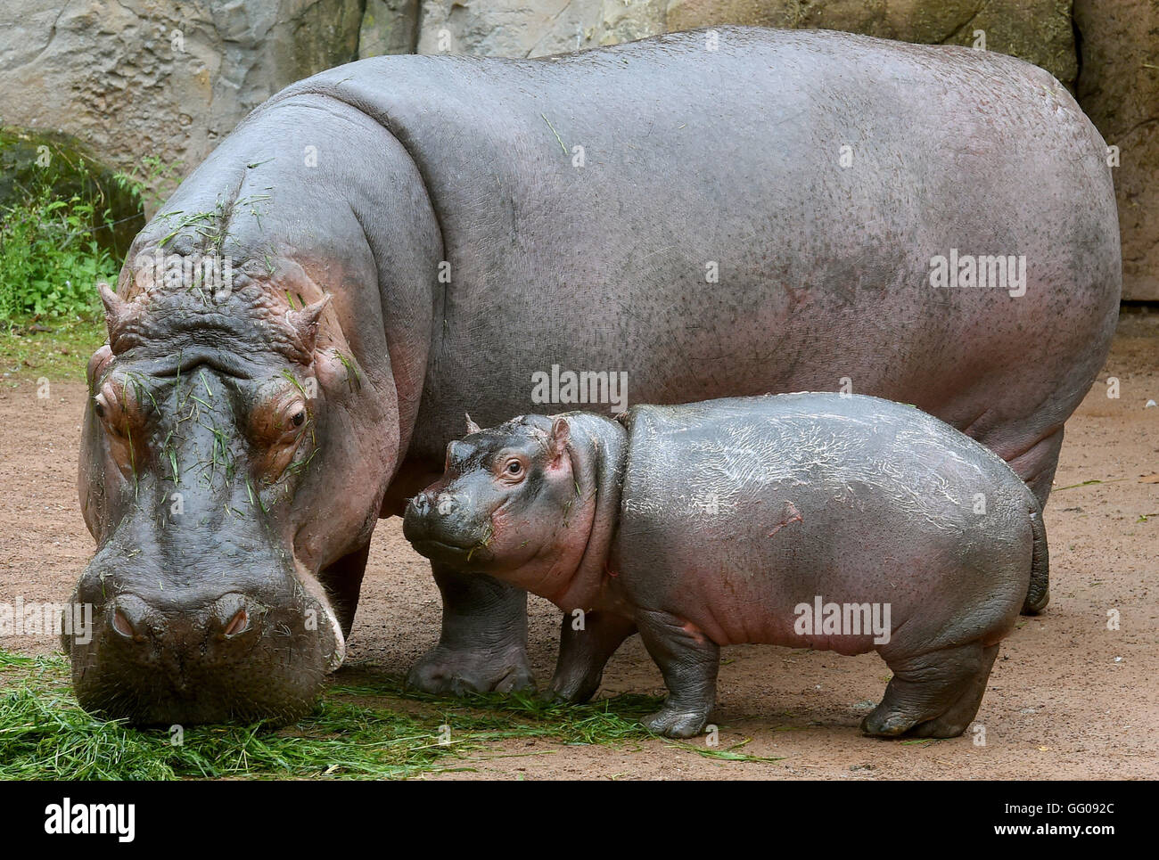 Hanover, Germany. 03rd Aug, 2016. Hippopotamus baby 'Pumeza, ' standing with its mother 'Cherry, ' is greeted with a large salad buffet in the shape of its name for its christening in the outdoor area at the Erlebnis Zoo in Hanover, Germany, 03 August 2016. The delicious surprise was really more of a present for 'Cherry.' The three-and-a-half-month-old 'Pumeza' still feeds mostly on mother's milk and only tries solid foods now and again. Photo: HOLGER HOLLEMANN/dpa/Alamy Live News Stock Photo