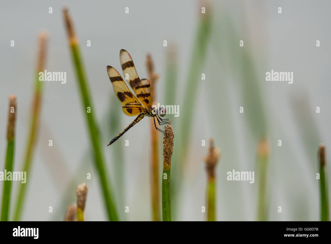 Darning needle hires stock photography and images Alamy