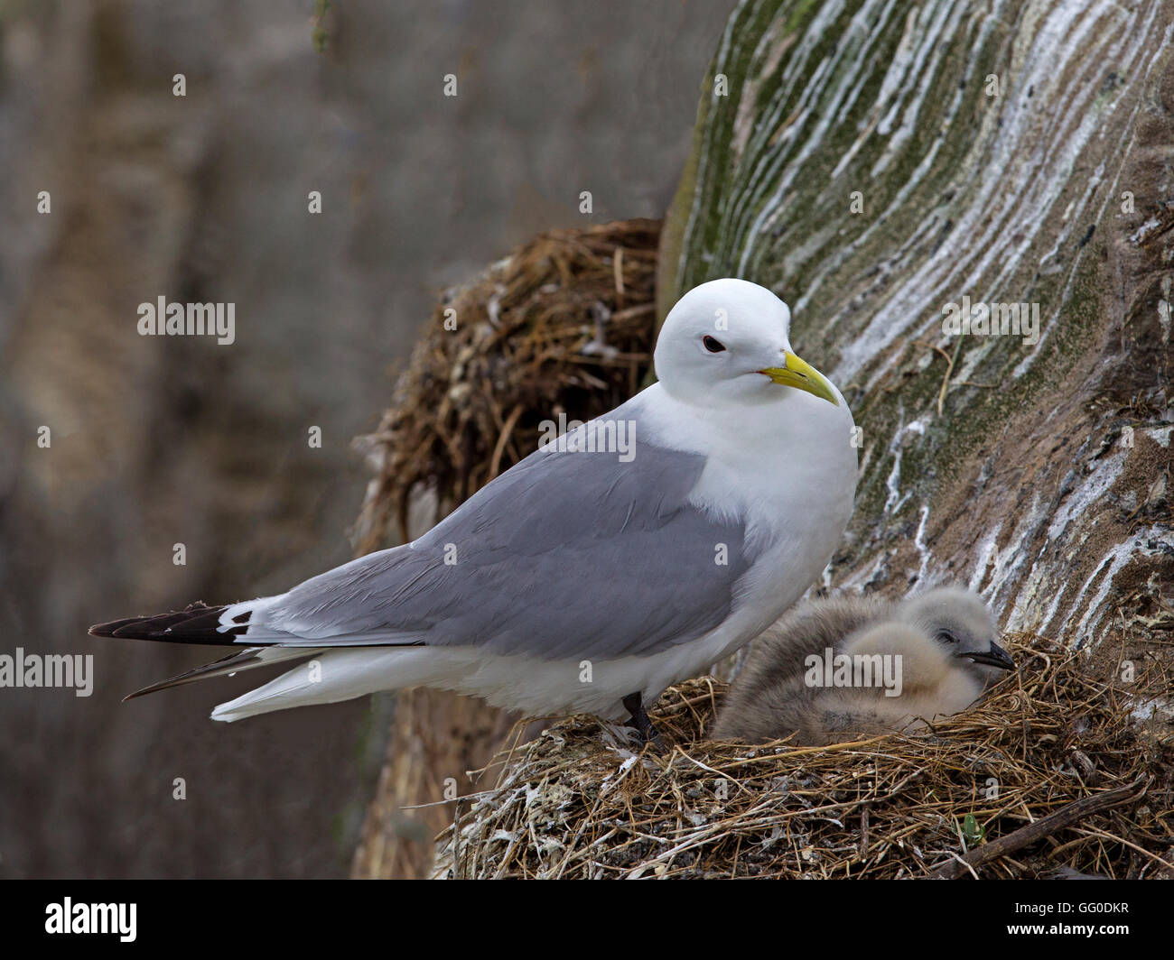 Kittiwake on nest with two young chicks Stock Photo