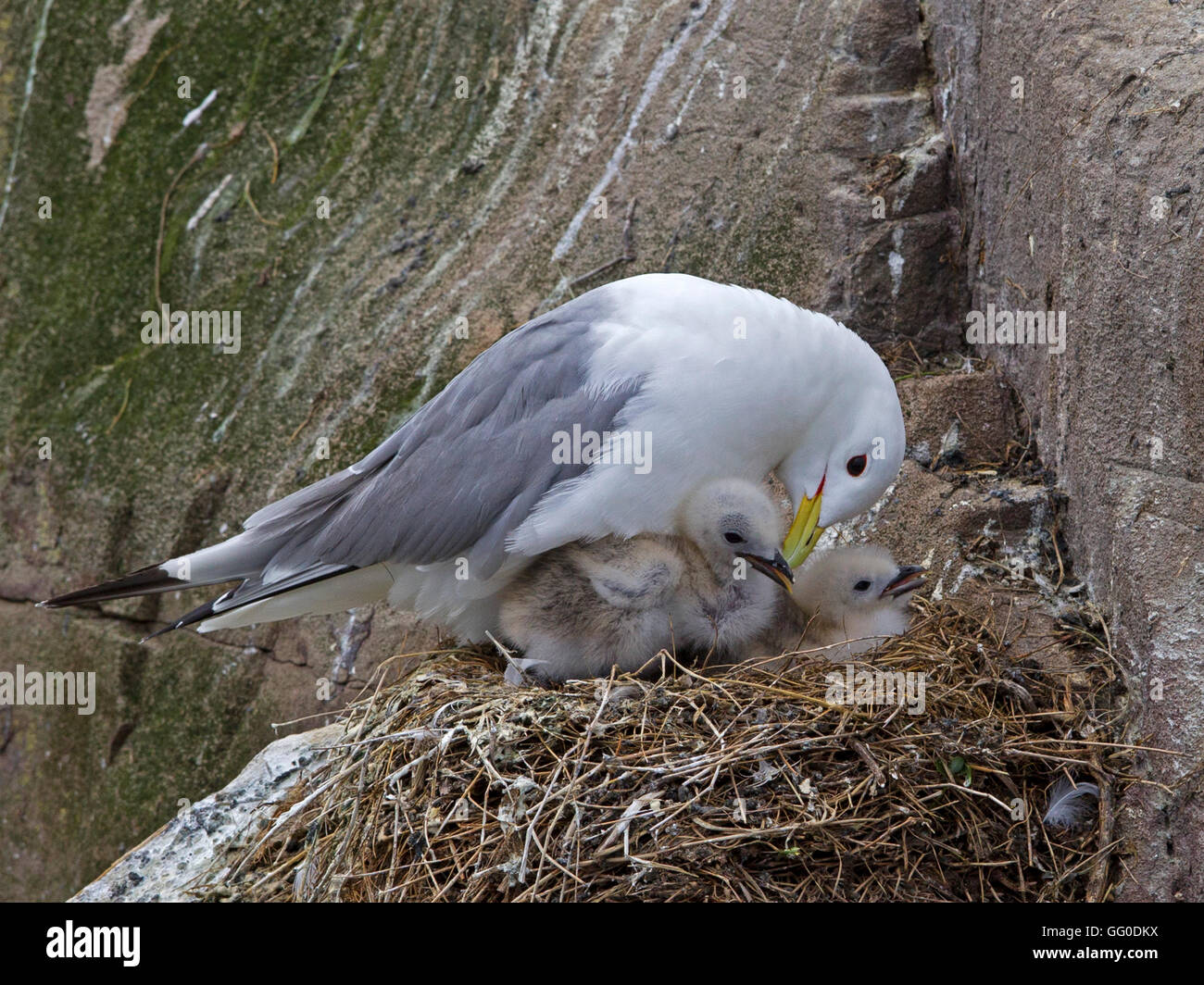 Kittiwake on nest with two young chicks Stock Photo