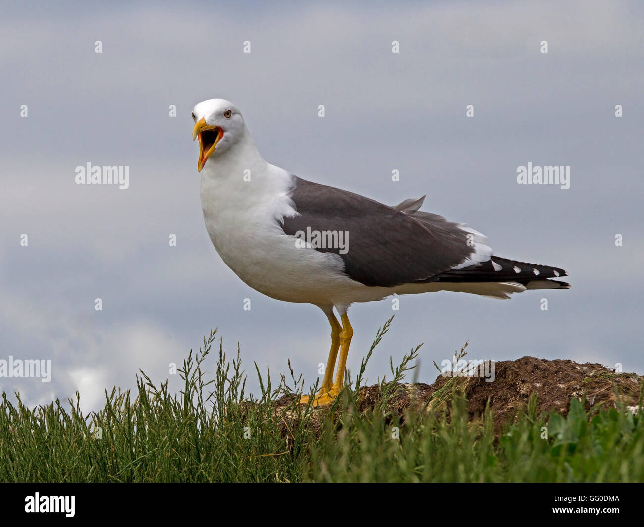 Adult lesser black backed gull standing, beak open Stock Photo