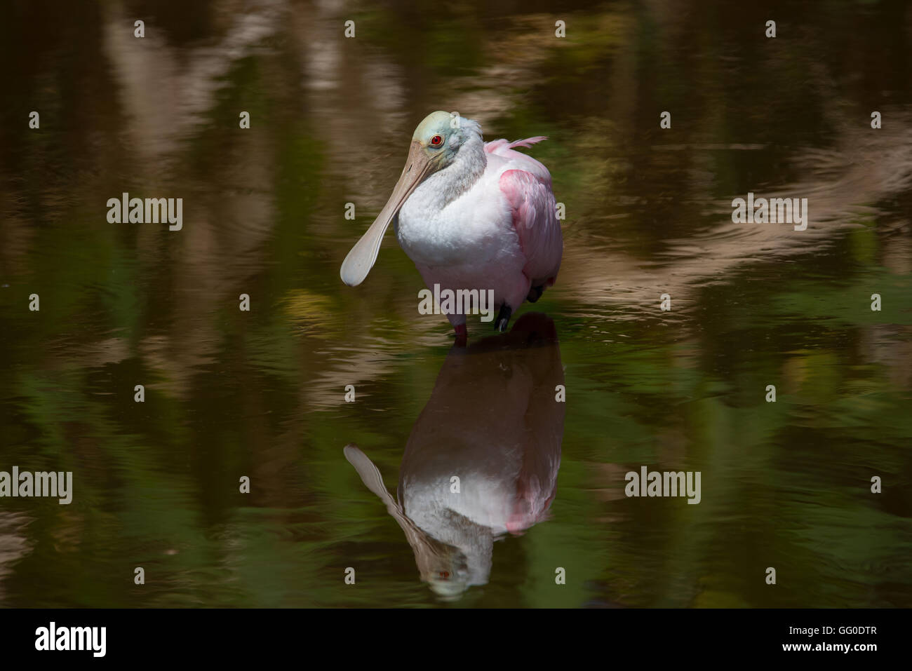 Roseate Spoonbill with its reflection in lake Stock Photo