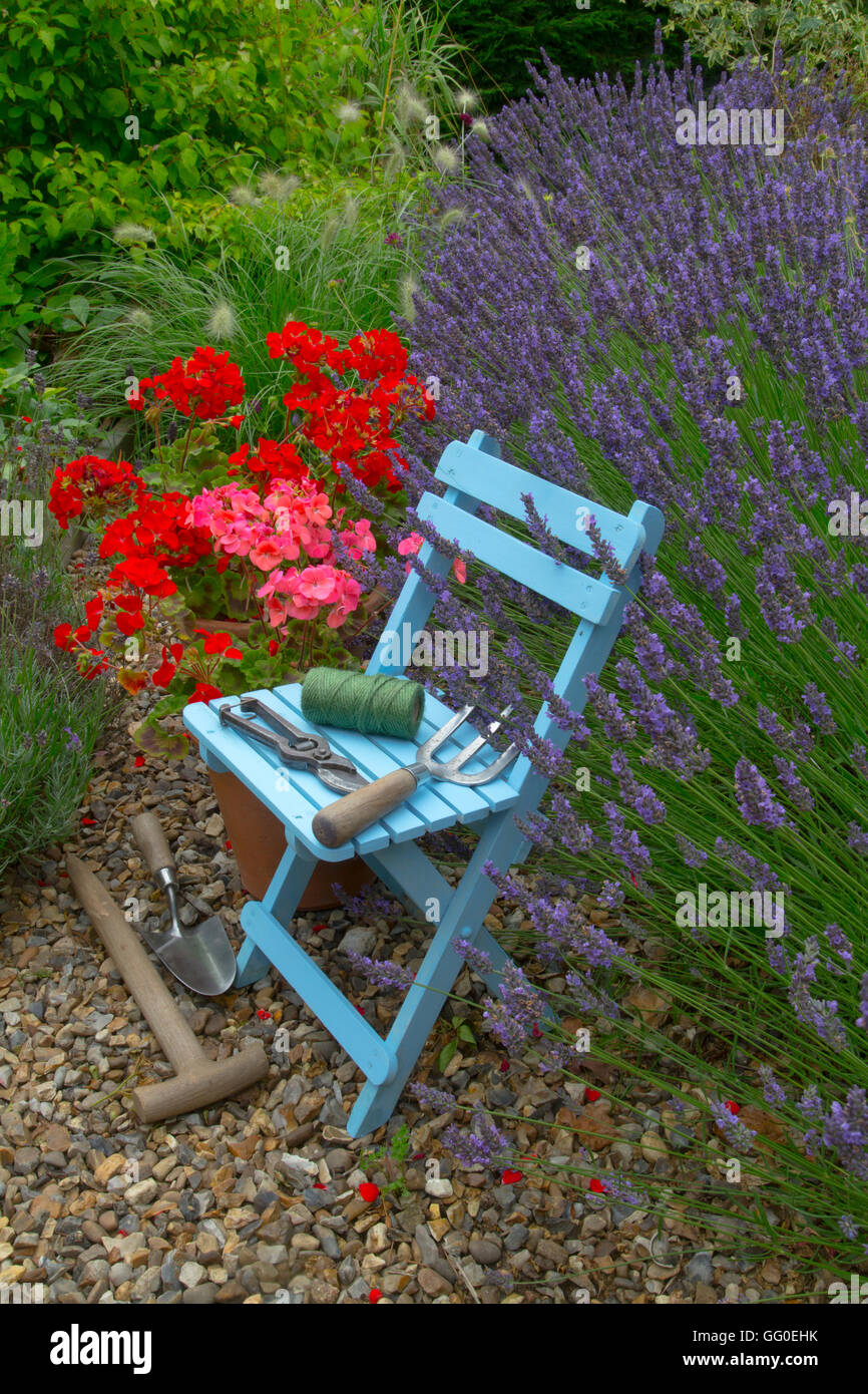 Lavender border Hidcote variety and potted Geraniums with blue chair in cottage garden Stock Photo