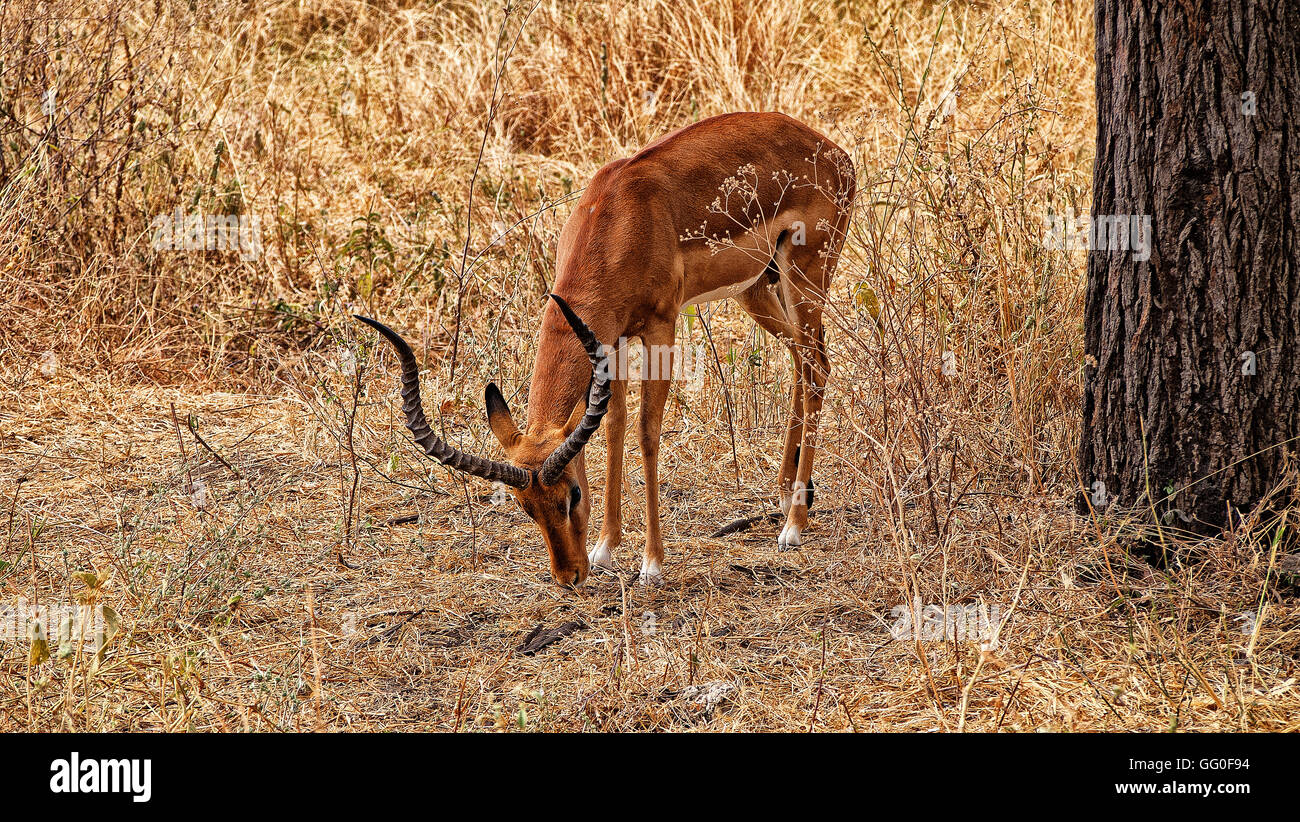 Antelope eating hi-res stock photography and images - Alamy