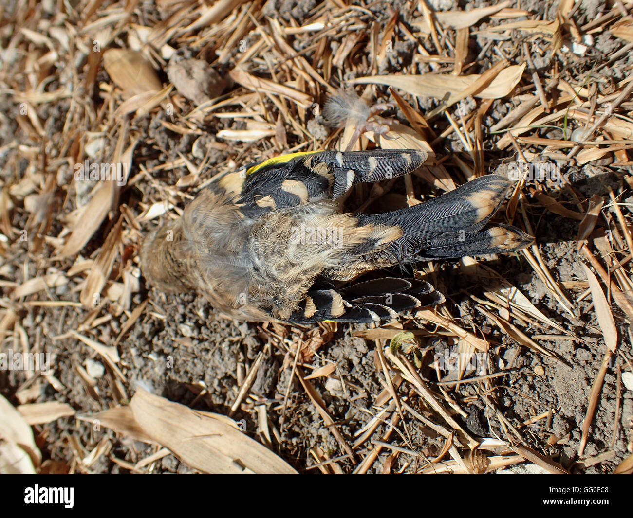 Dorsal view of a dead juvenile goldfinch (Carduelis carduelis) lying on chalk soil among garden detritus Stock Photo