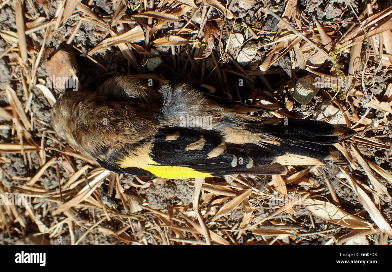 Dorsal view of a dead juvenile goldfinch (Carduelis carduelis) lying on chalk soil among garden detritus Stock Photo