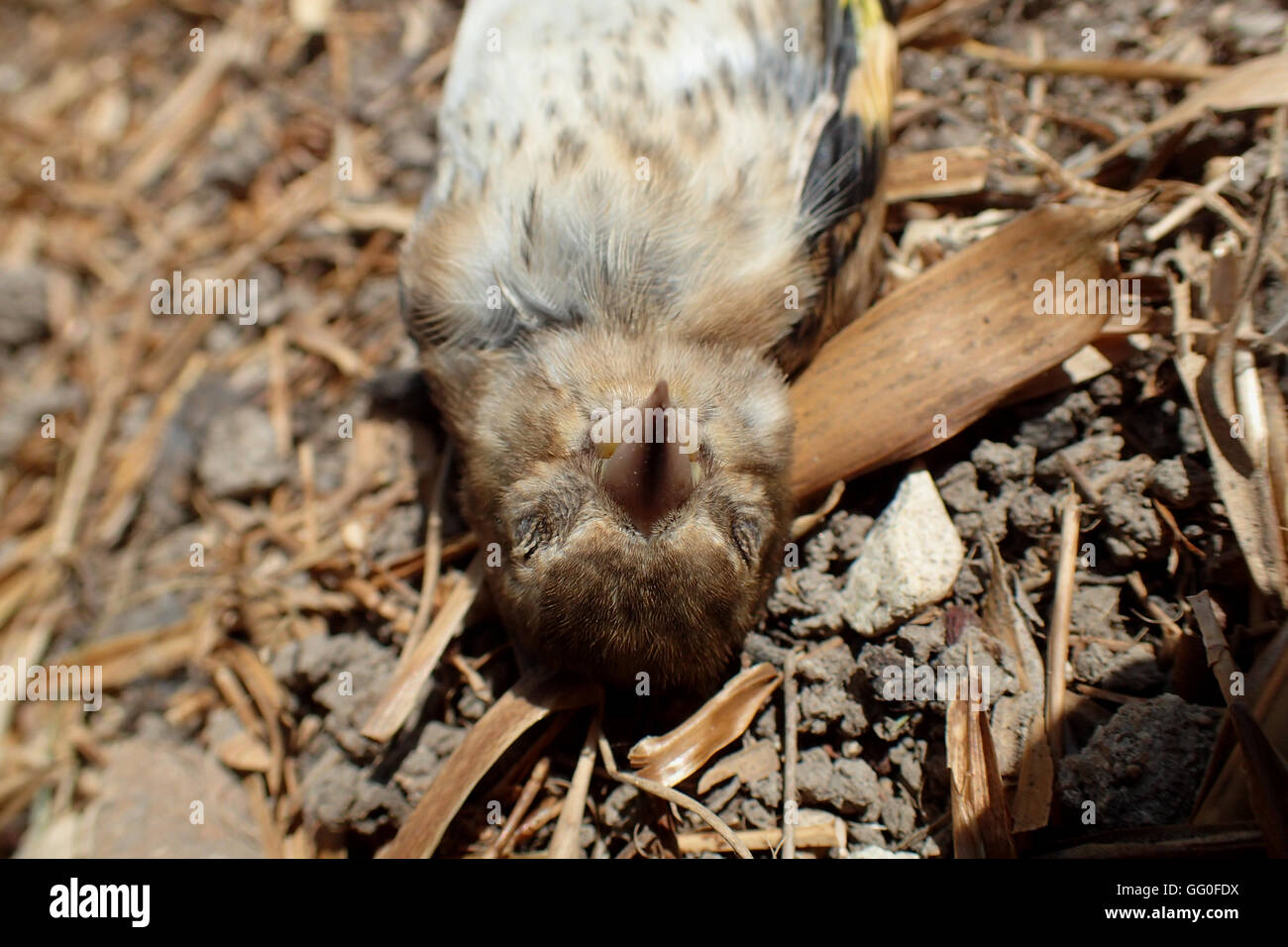Ventral view of the head and shoulders of a dead juvenile goldfinch (Carduelis carduelis) lying on its back on chalk soil among garden detritus Stock Photo