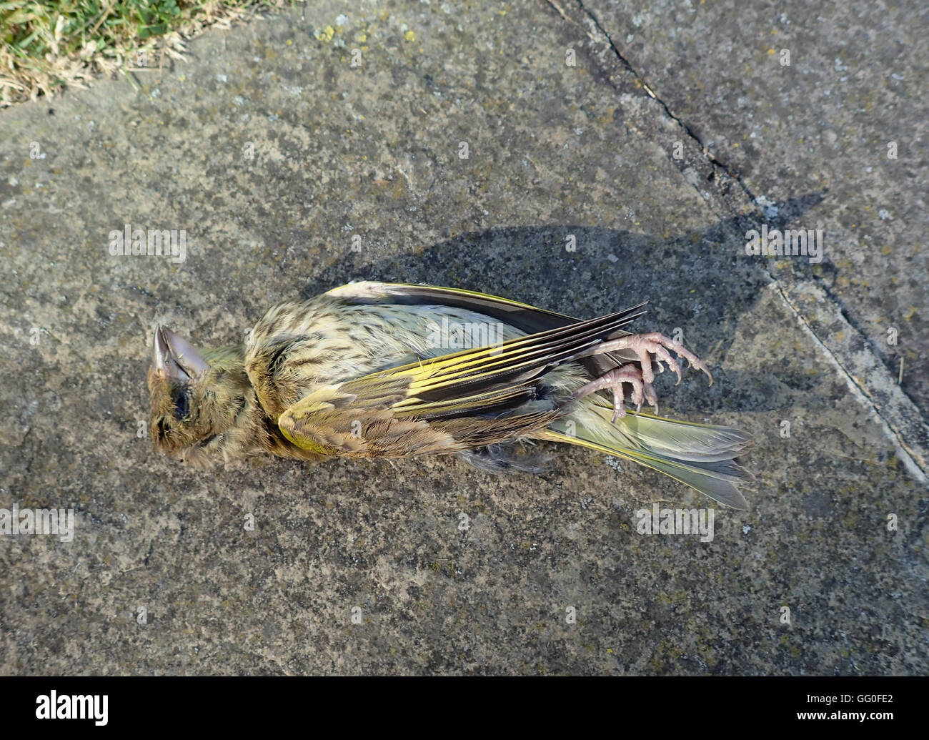 Dead juvenile greenfinch (Carduelis chloris) lying on its back on a limestone pavement Stock Photo