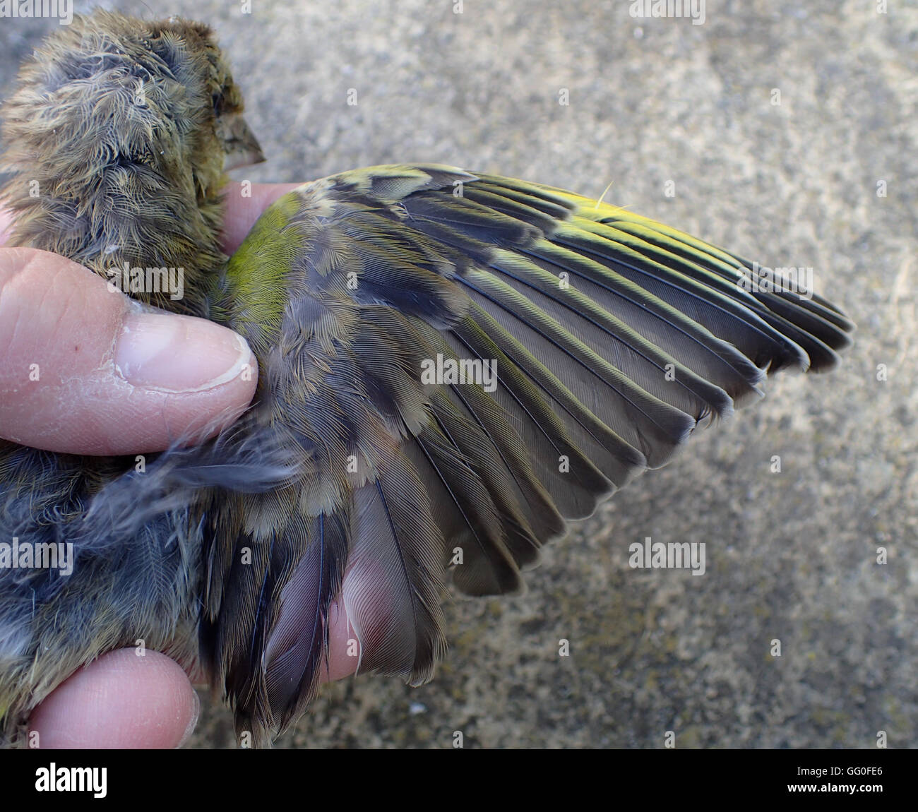 Dead juvenile greenfinch (Carduelis chloris) with right wing extended, held by the photographer Stock Photo