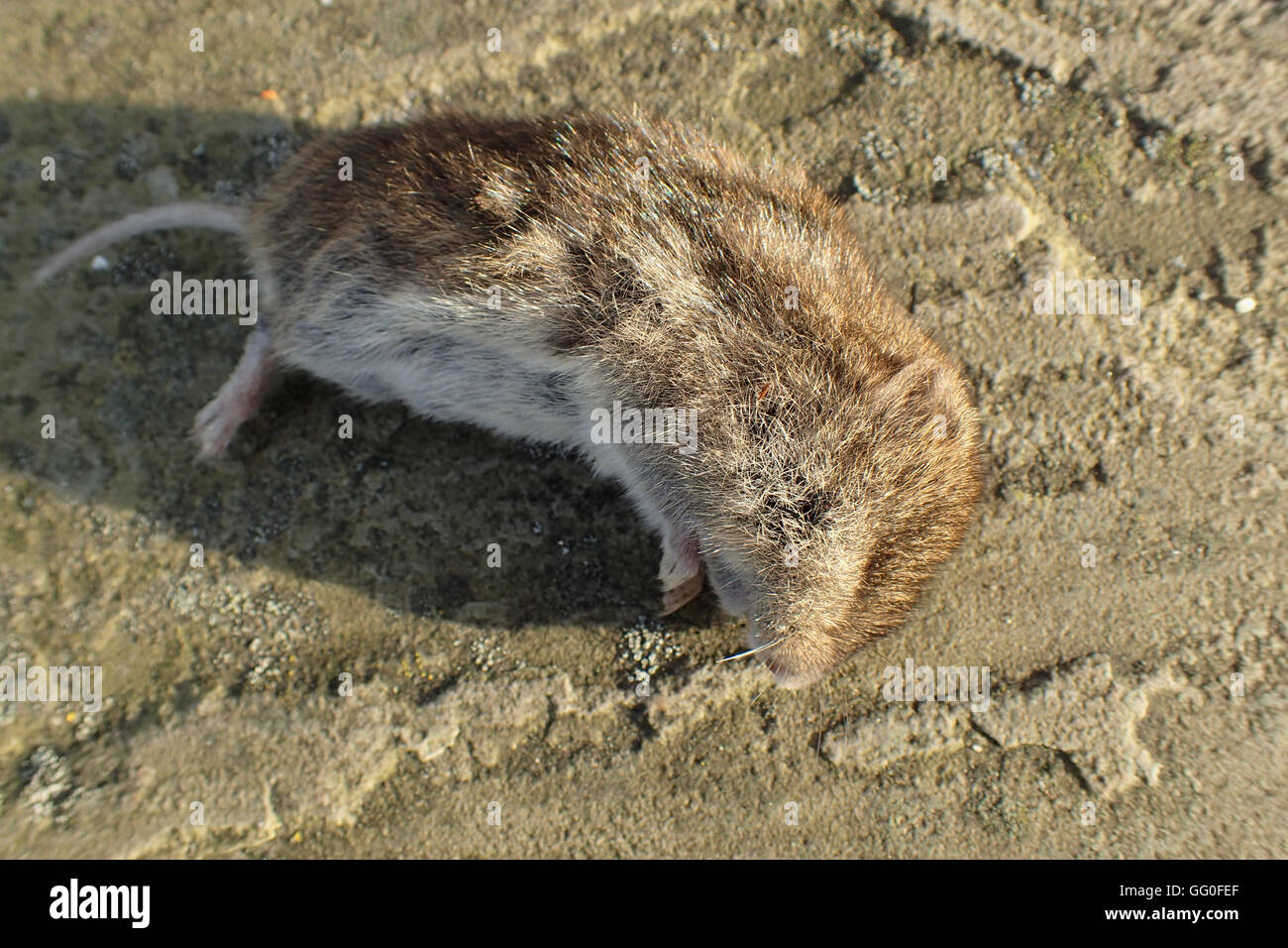 Dead field vole (Microtus agrestis) on a limestone paving slab Stock Photo