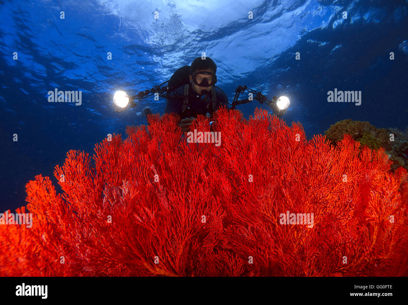 The Red Gorgonian - Leptogorgia chilensis or red seafans, Bunaken, Manado, Indonesia. underwater seascape Stock Photo