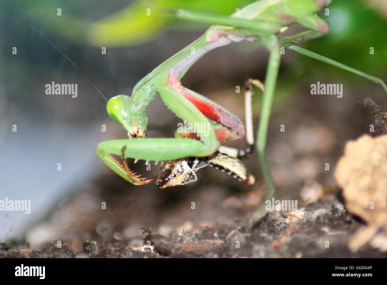 Praying mantis eating hires stock photography and images Alamy