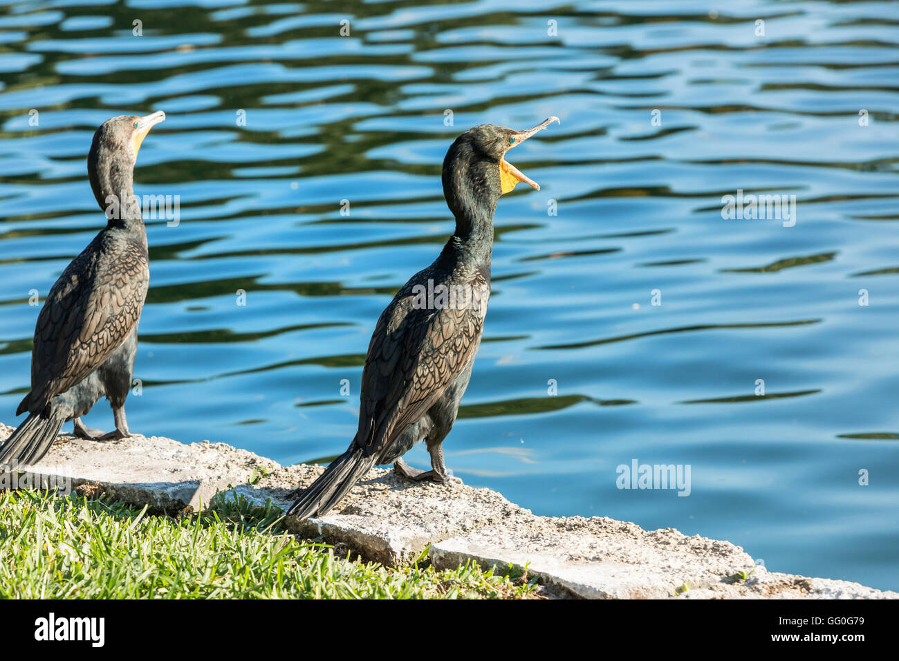 Cormorants on lake Eola, Orlando, Florida, USA Stock Photo