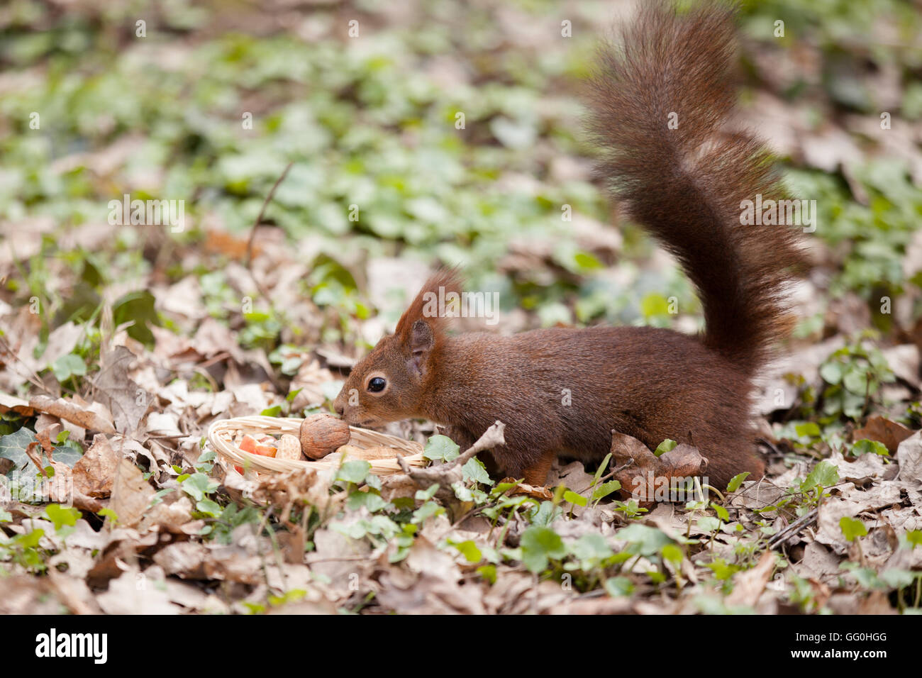 Eurasian red squirrel (Sciurus vulgaris) striving for a nut Stock Photo