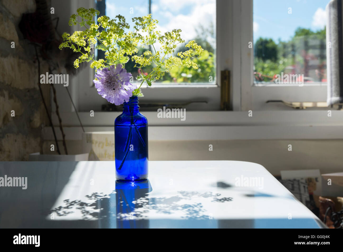 Alchemilla mollis, lady's mantle and a purple Scabious flower in a blue bottle on a table on the sun, UK. Stock Photo