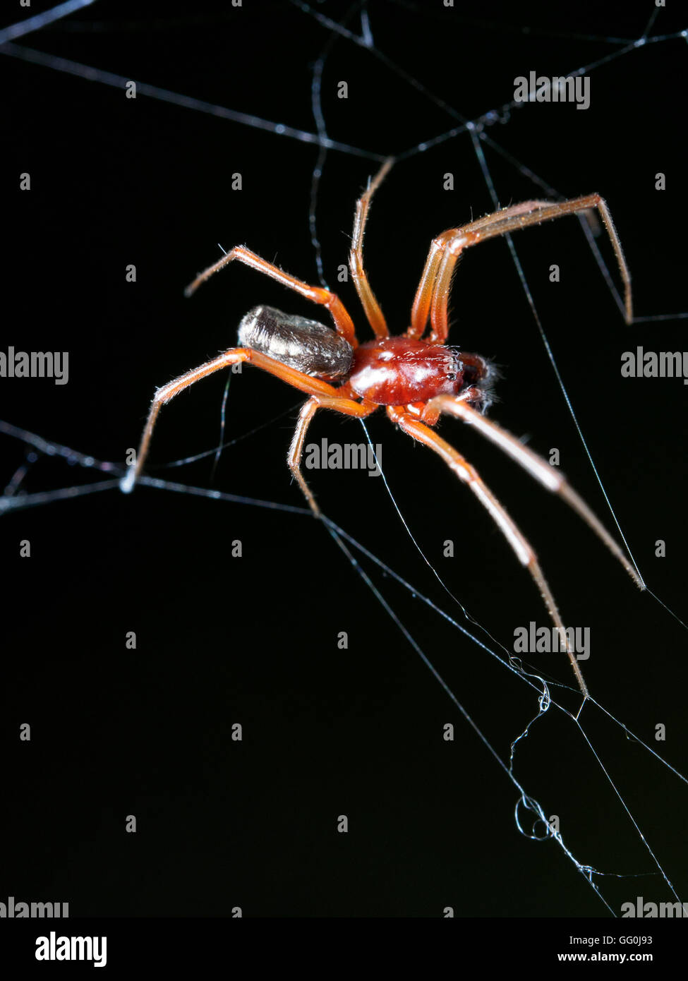 Drassodes cupreus ground spider - Italy Stock Photo