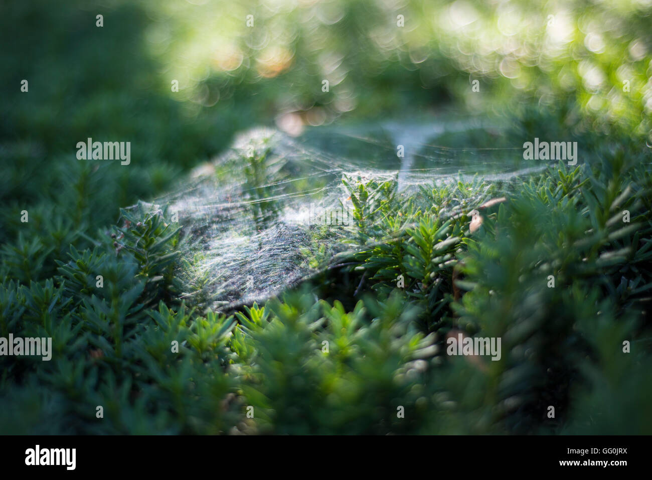 A web covers a green bush. Stock Photo