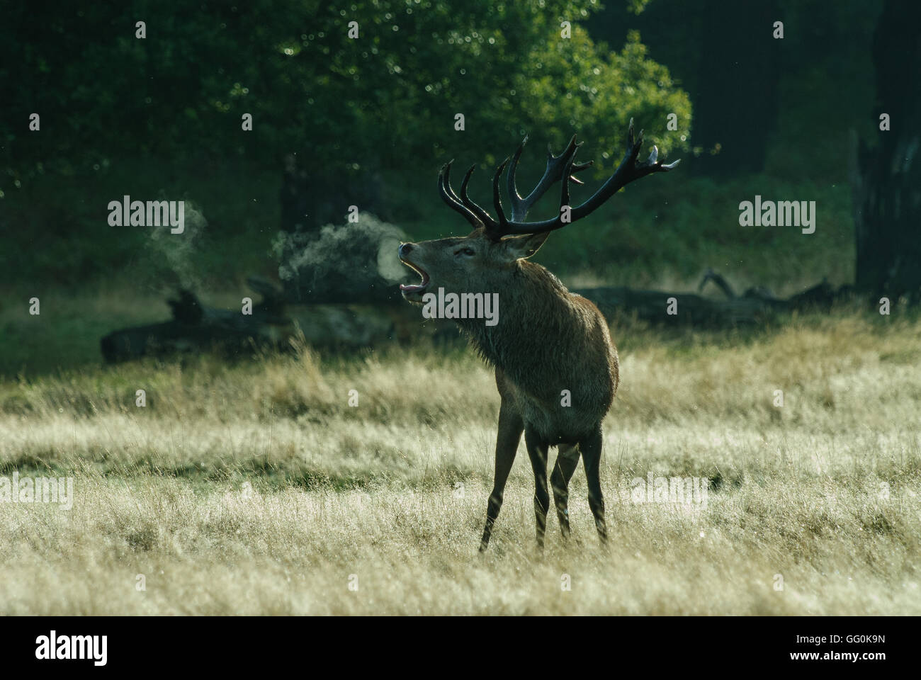Calling red deer stag on a cold morning with a cloud of mist coming from his mouth when he calls with a belling roar Stock Photo