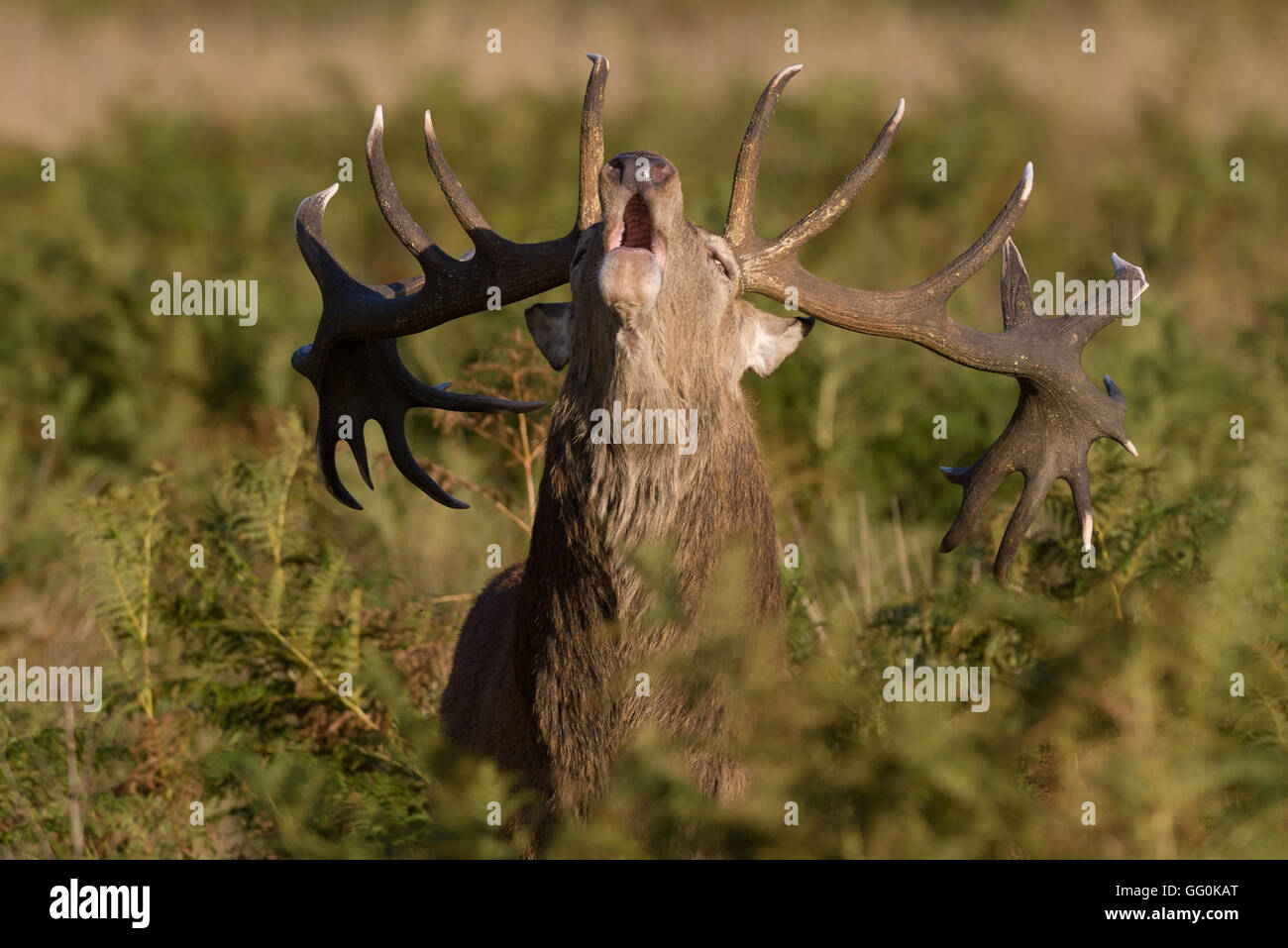 During the rutting season Red deer stags make a loud roaring noise
