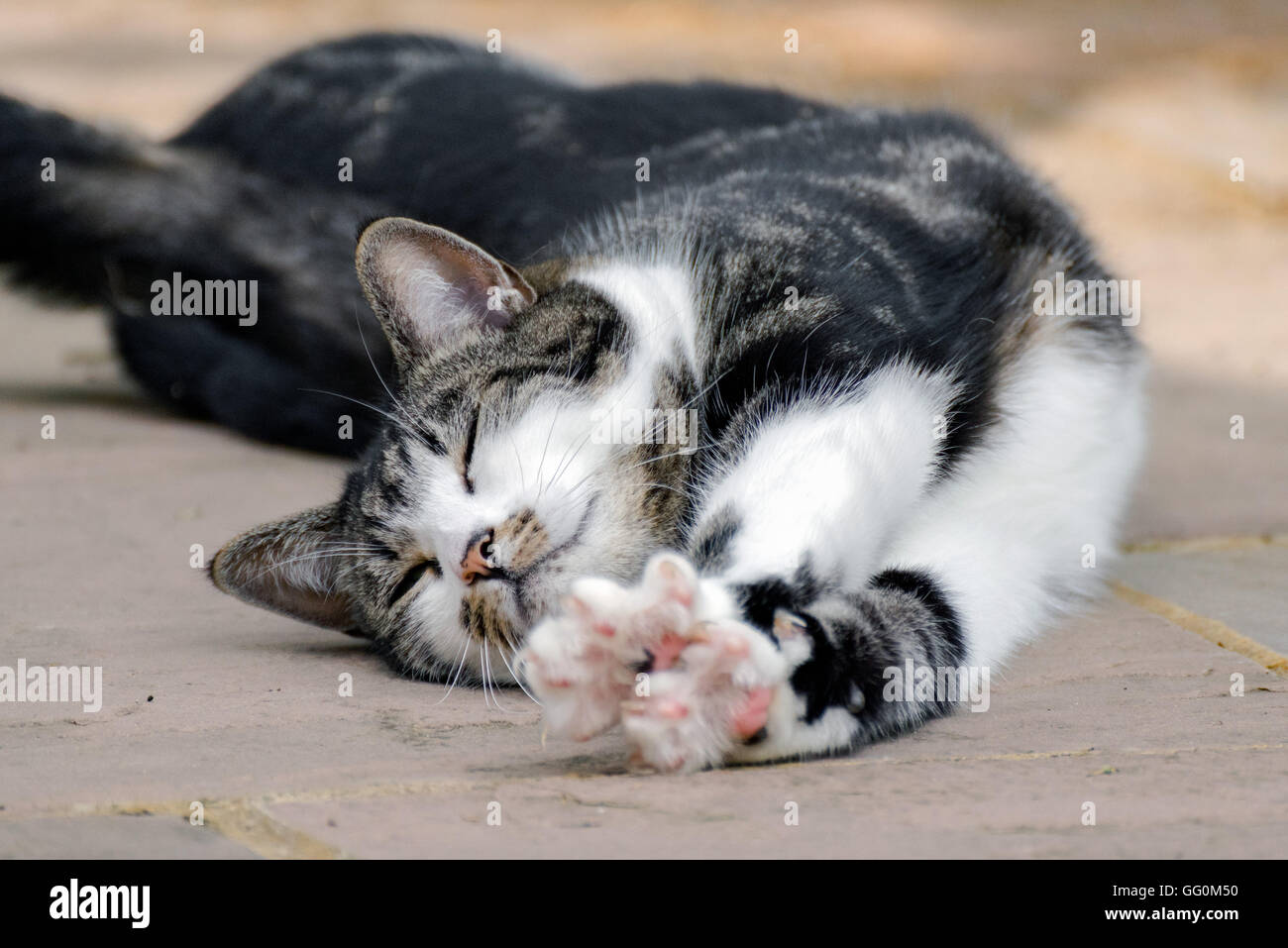 A cat laying down having a stretch Stock Photo Alamy