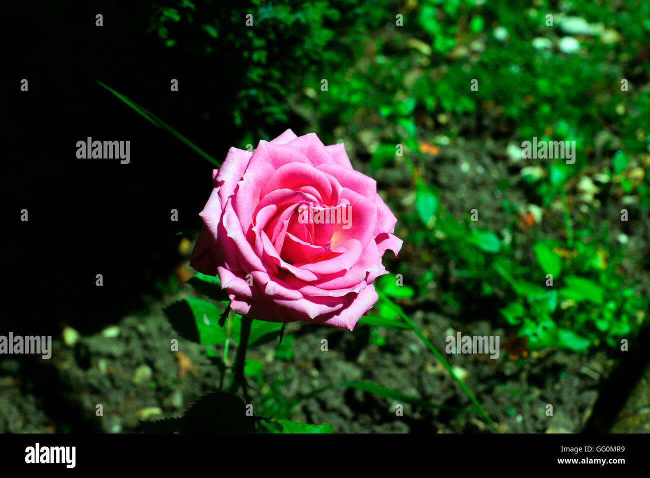 PINK ROSE IN BLOOM Stock Photo - Alamy