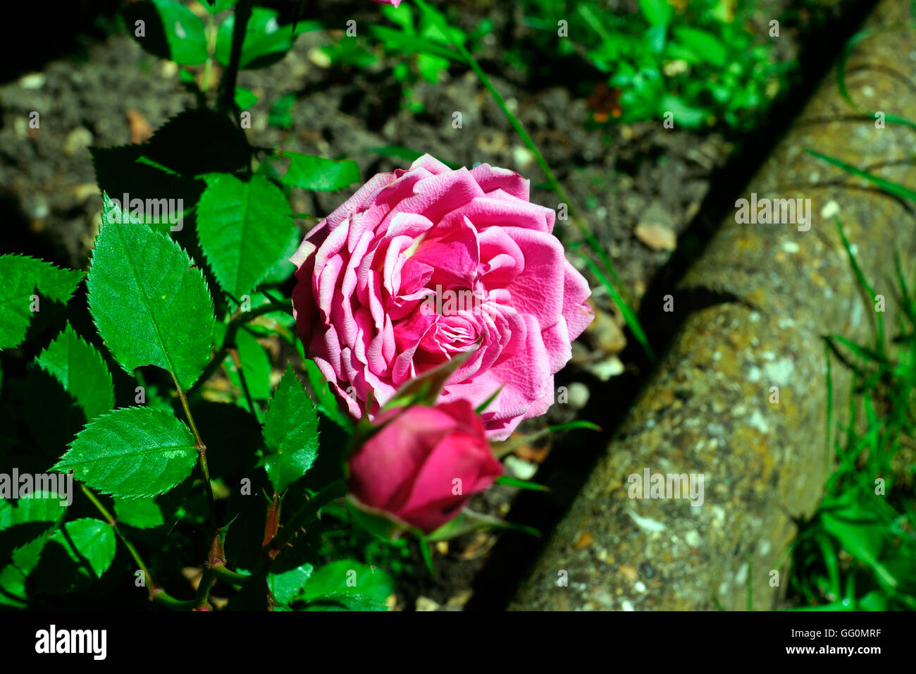 PINK ROSE IN BLOOM Stock Photo - Alamy