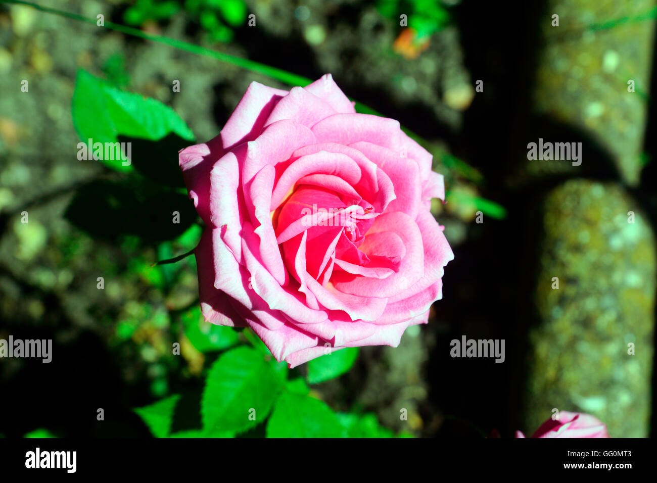 PINK ROSE IN BLOOM Stock Photo - Alamy