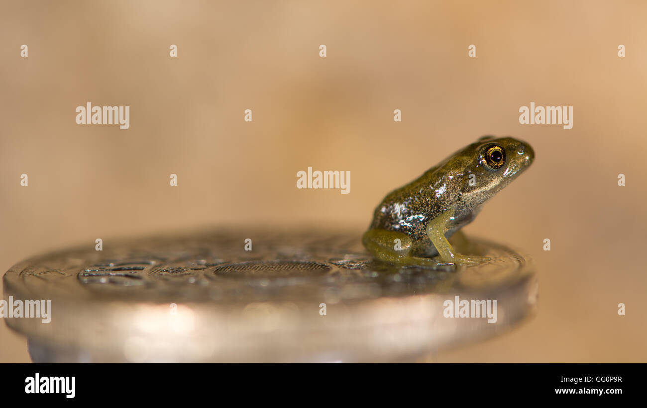 Common frog (Rana temporaria) froglet on coin. Tiny baby frog with coins to show small size, approximately 8mm long Stock Photo
