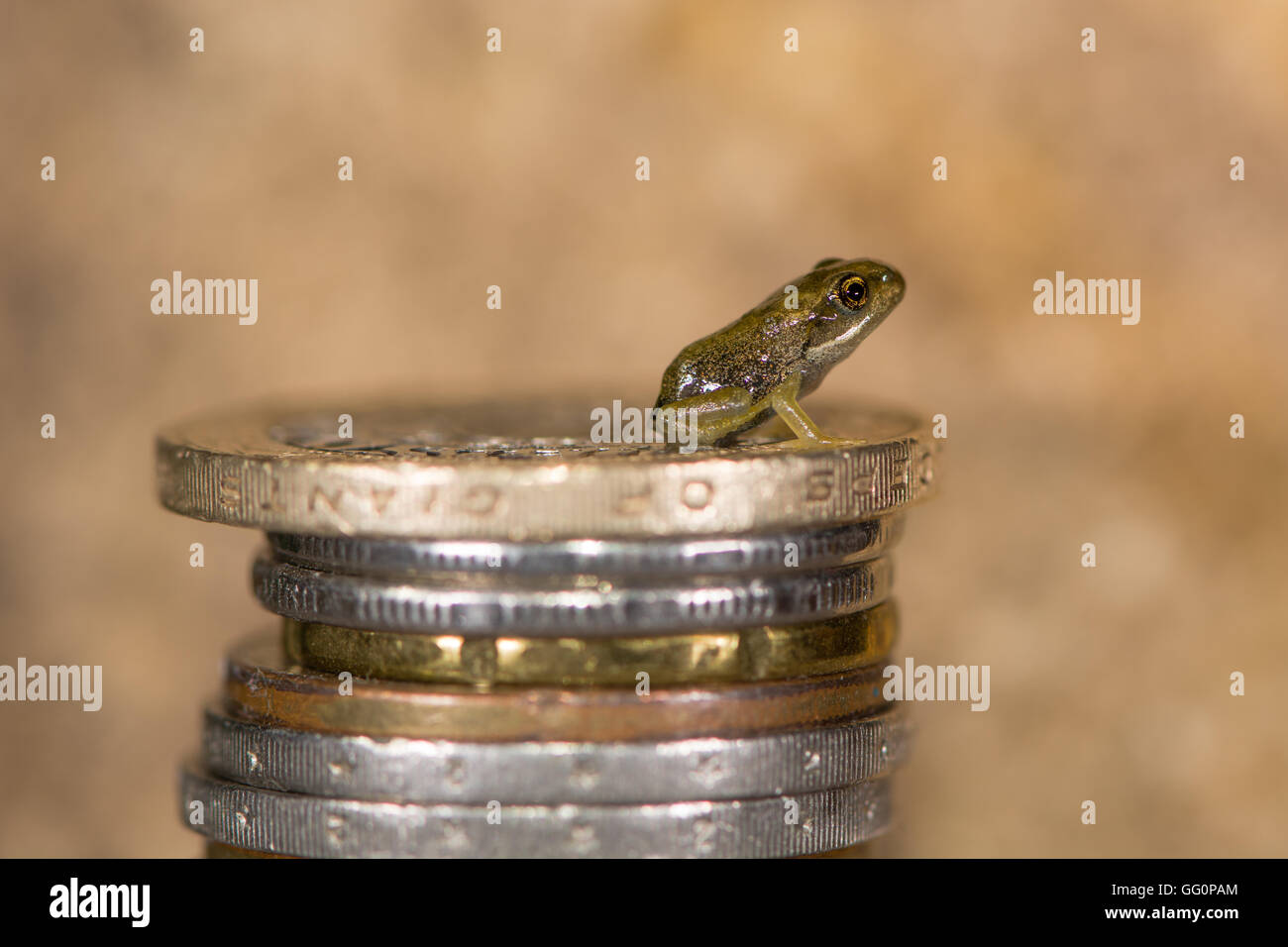 Common frog (Rana temporaria) froglet on stack of coins. Tiny baby frog with coins to show small size, approximately 8mm length Stock Photo
