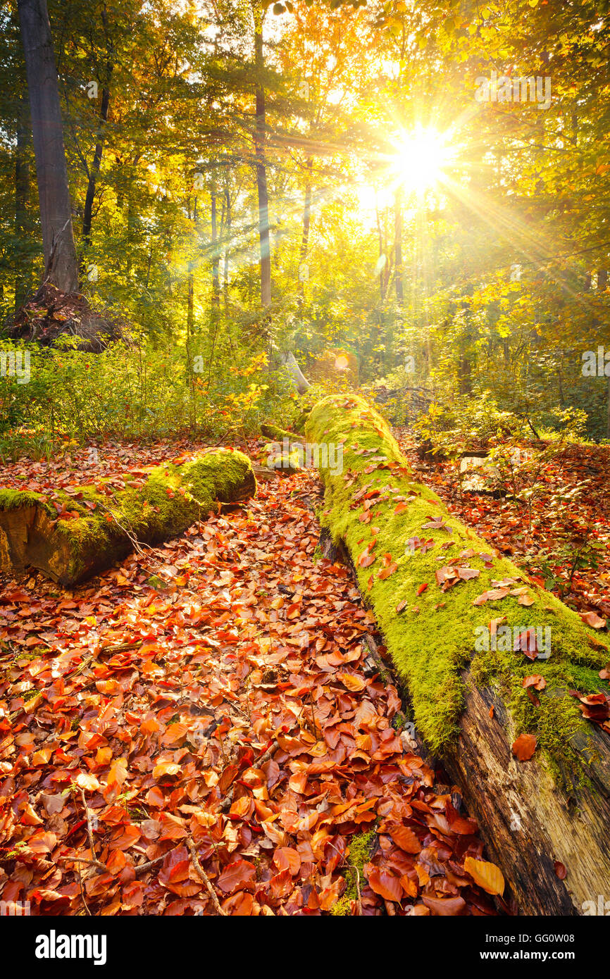 Colorful autumn in the forest Stock Photo - Alamy