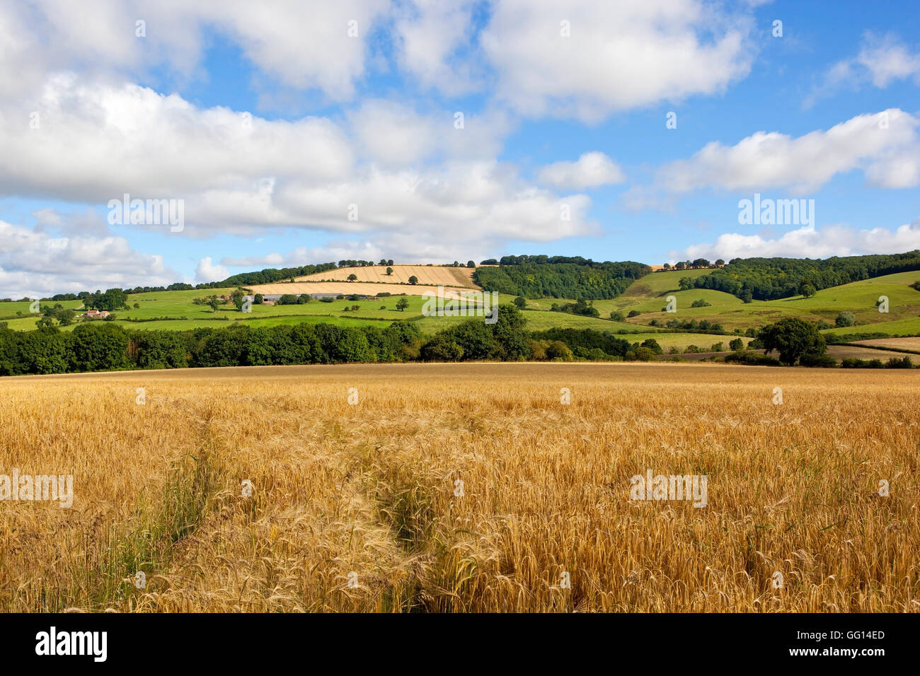 Golden barley crops in the scenic Yorkshire wolds under a blue cloudy sky in summertime. Stock Photo