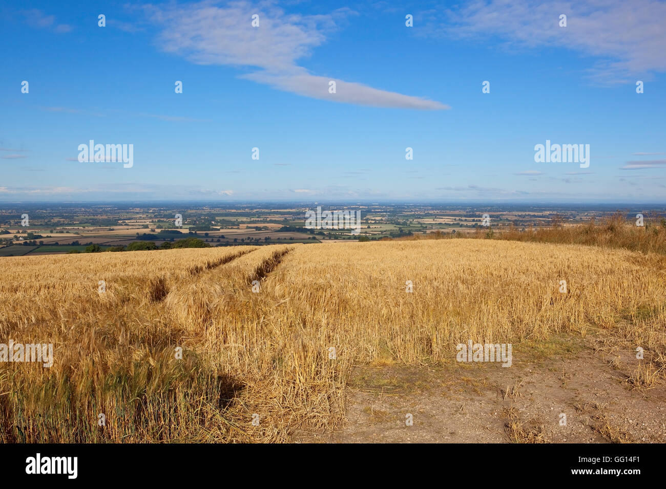 A golden barley high on  the Yorkshire wolds with views of the vale of York under a blue sky in summertime. Stock Photo