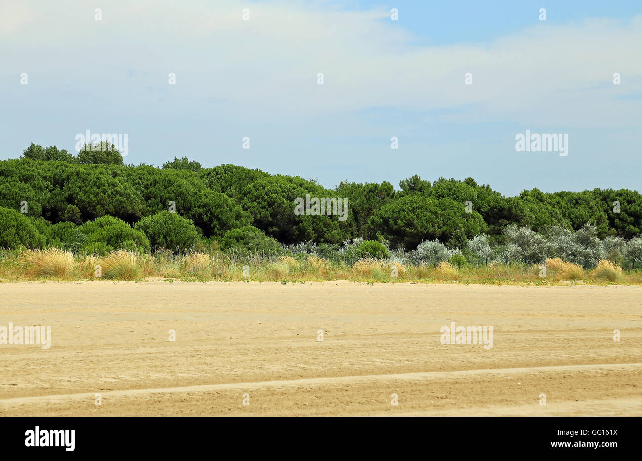 italian maquis shrubland with shrub and sand in summer Stock Photo