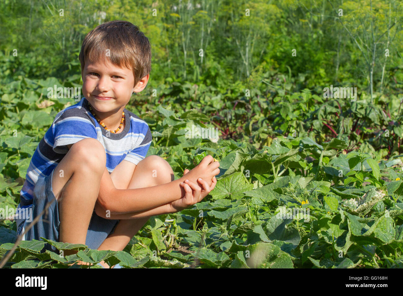 Happy child picking fresh vegetables in the garden at summer day ...