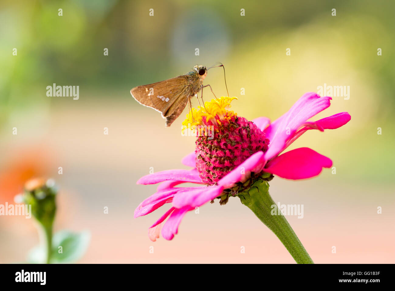 Parnara guttata on the pink zinnia Stock Photo