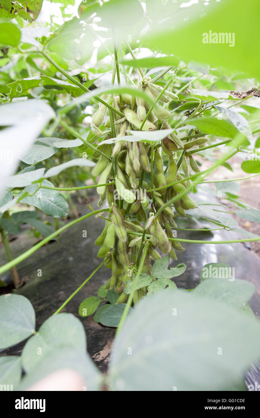 Growing soy beans Stock Photo Alamy