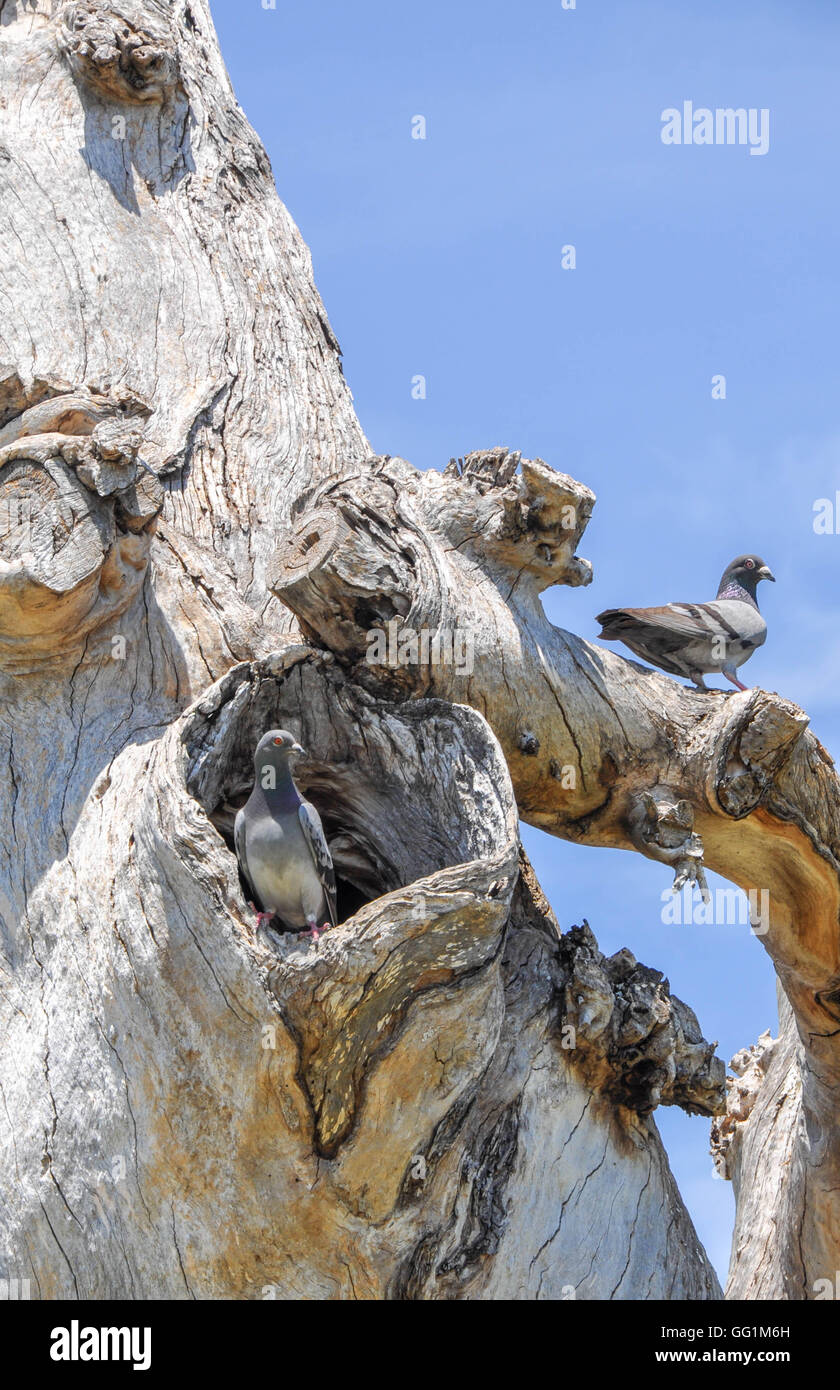 feral-rock-pigeons-or-doves-in-a-natural-leafless-wetland-tree-nest