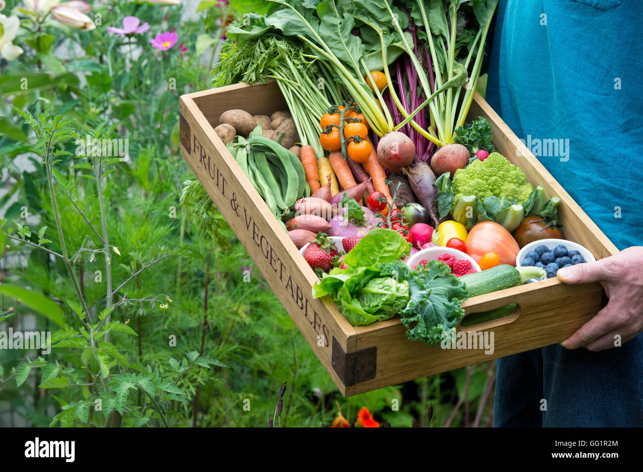 Man holding a Wooden tray of harvested fruit and vegetables in an English cottage garden Stock Photo