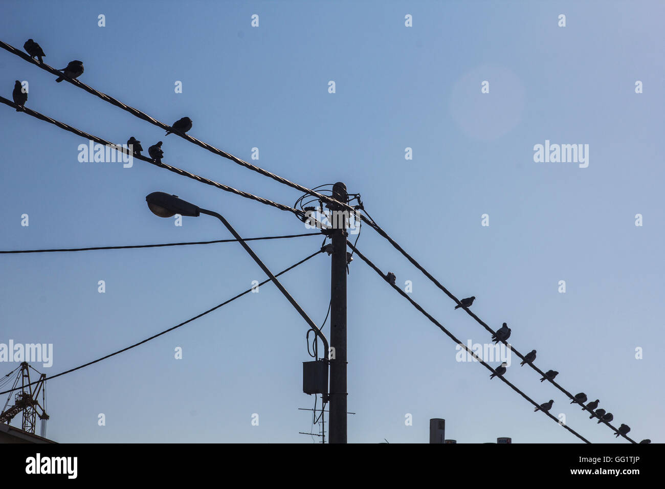 Birds are on electrical wire Stock Photo Alamy