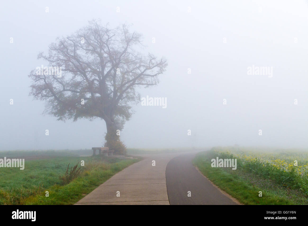 Countryside road with fog in the morning Stock Photo - Alamy