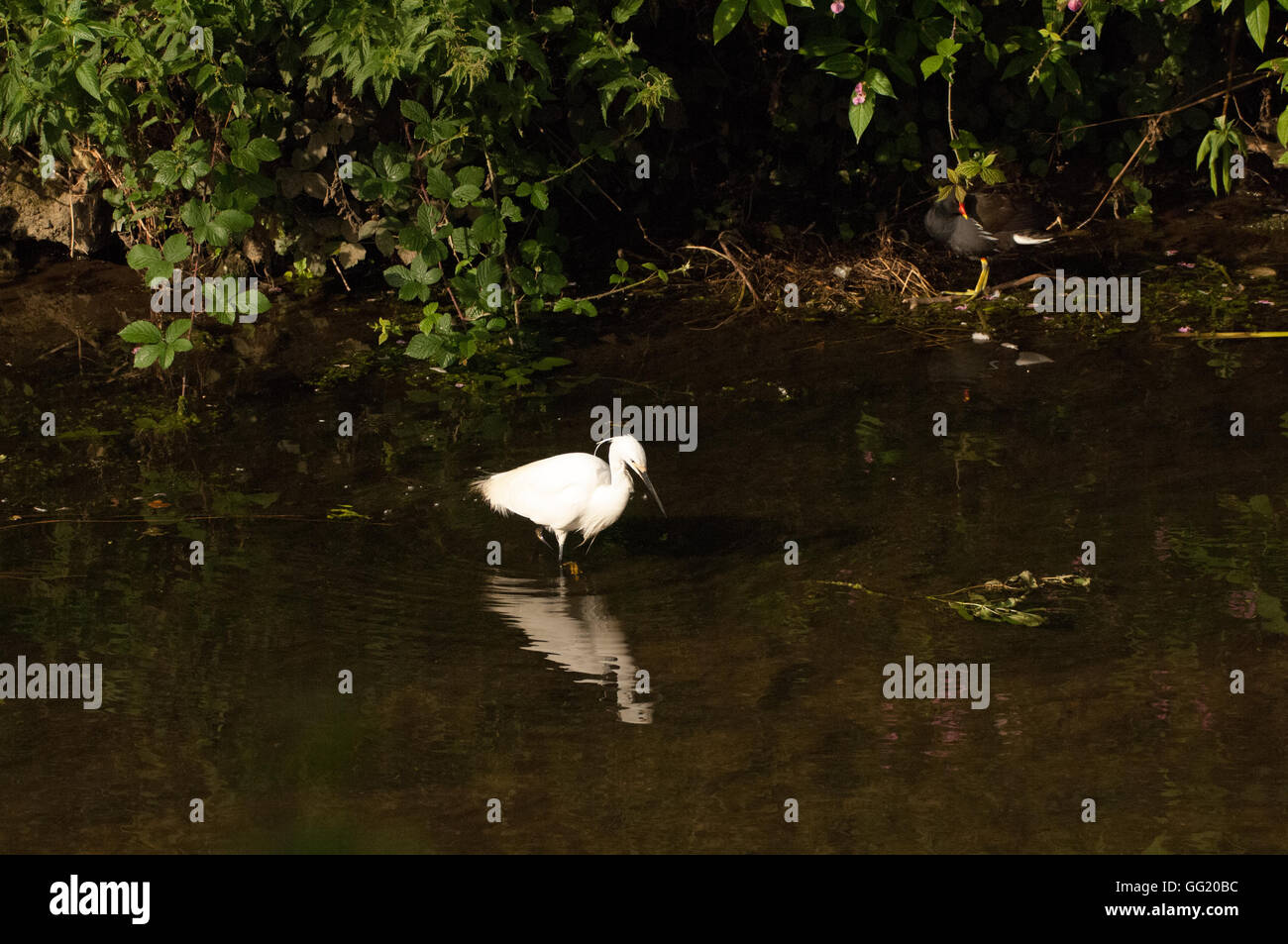 Little Egret feeding in river Stock Photo