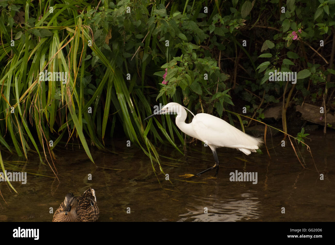 Little Egret feeding in river Stock Photo