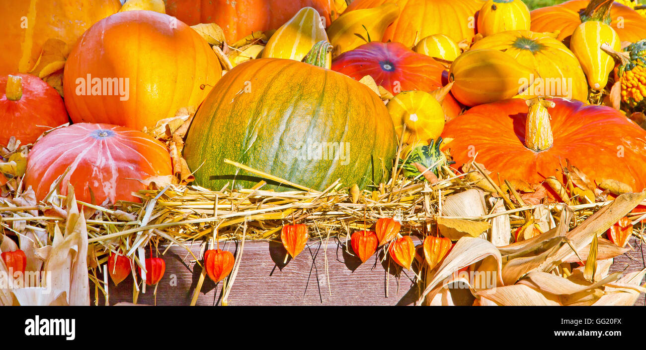 Decoration with pumpkins on a farm Stock Photo