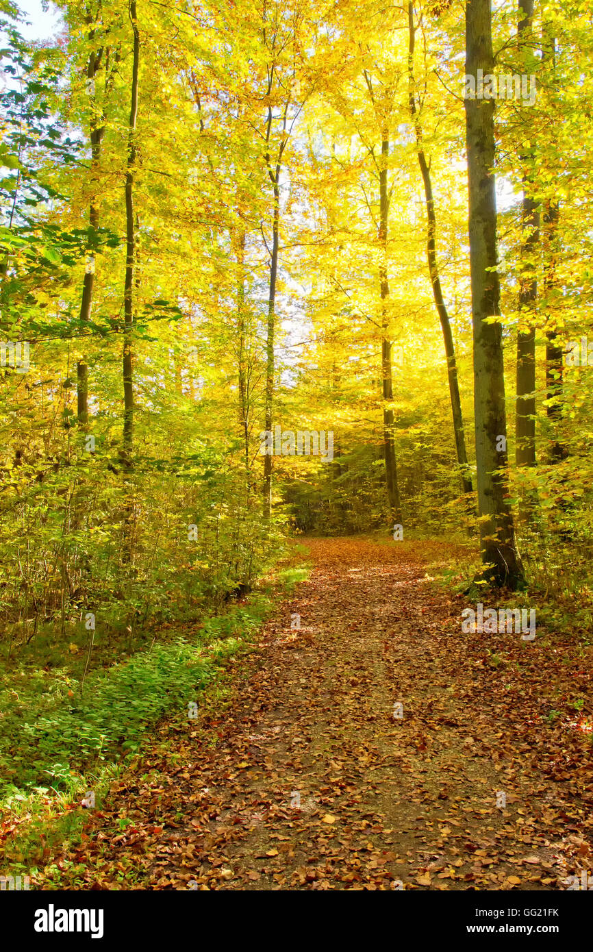 Nature path in a autumn forrest Stock Photo