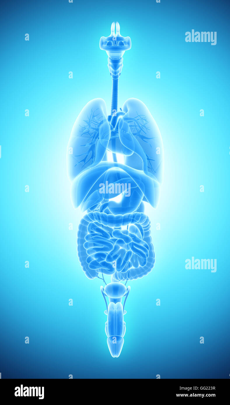 3D human male x-ray digestive system, medical concept. Stock Photo