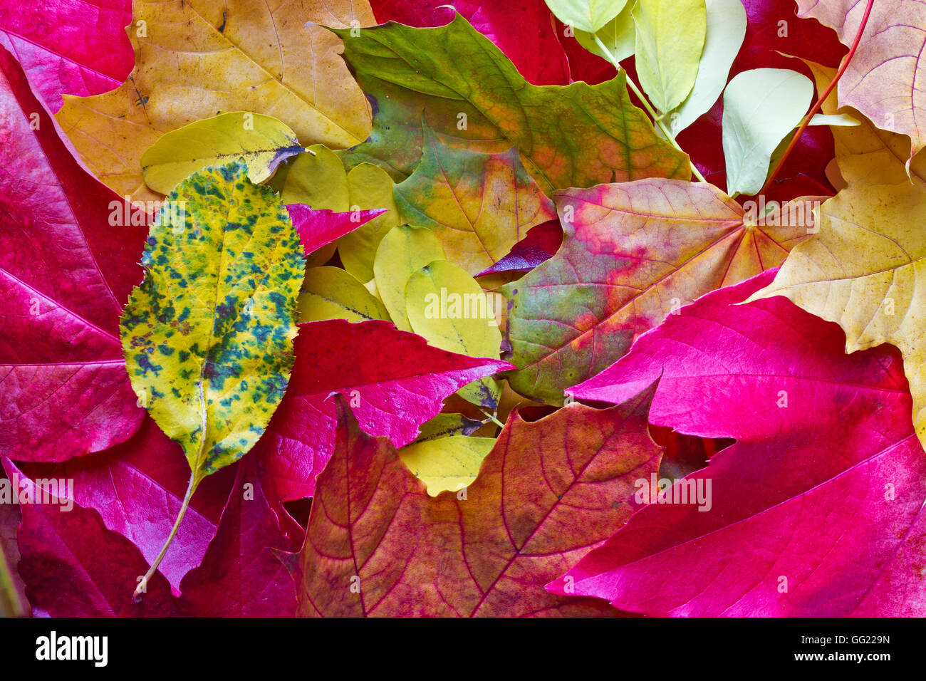 Collection of colorful autumn leaves Stock Photo